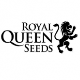 Royal Queen Seeds Fast