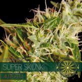 Super Skunk Auto - Vision Seeds