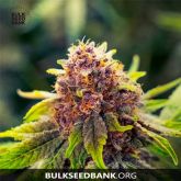 Purple Glam Kush Auto - Bulk Seed Bank