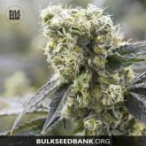 The Unlimited - Bulk Seed Bank