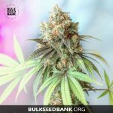 Bigger Bud - Bulk Seed Bank