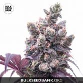 Lavender Best - Bulk Seed Bank