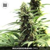 Marley’s Bud - Bulk Seed Bank
