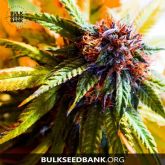 Purple Glam Kush - Bulk Seed Bank