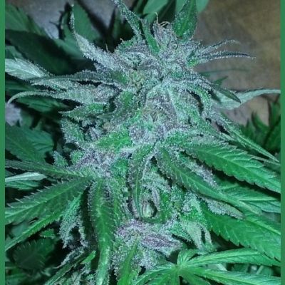 Guawi - ACE Seeds