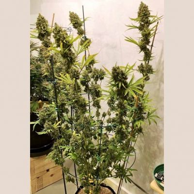 Guawi - ACE Seeds