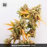 Sunmango - Bulk Seed Bank