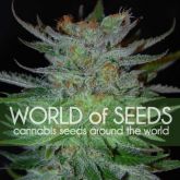 New York 47 - World Of Seeds