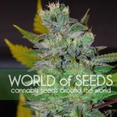 Space - World Of Seeds