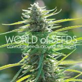 Colombian Gold - World Of Seeds
