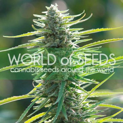 Colombian Gold - World Of Seeds