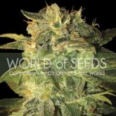 Sugar Mango Ryder - World Of Seeds