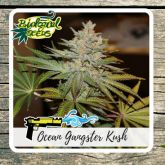OG Kush - Biological Seeds