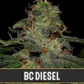 BC Diesel (Certified) - Blimburn