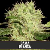 Dama Blanca (Certified) - Blimburn