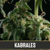 Kabrales (Certified) - Blimburn