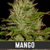 Mango (Certified) - Blimburn