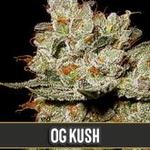 OG's Kush (Certified) - Blimburn