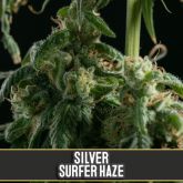 Silversurfer Haze (Certified) - Blimburn