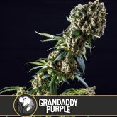 Grandaddy Purple (America) - Blimburn