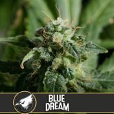 Blue Dream (America) - Blimburn