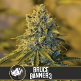 Bruce Banner #3 (America) - Blimburn