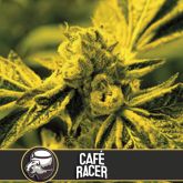 Cafe Racer (America) - Blimburn
