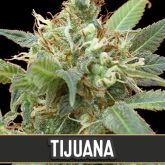 Tijuana (Certified) - Blimburn