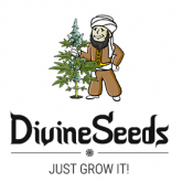 Divine Seeds Auto