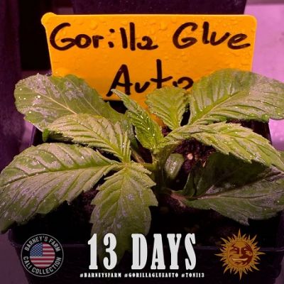 Gorilla Glue Auto - Barneys Farm