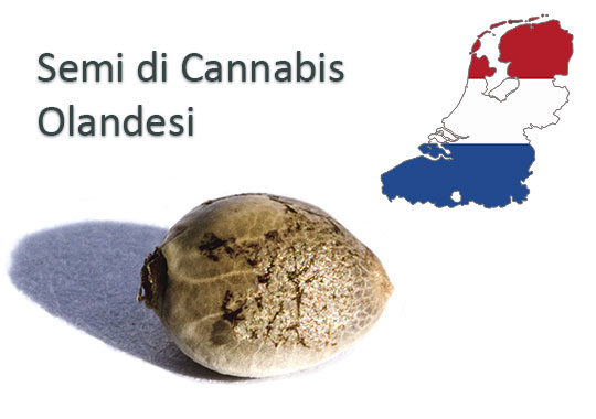 Semi-di-Cannabis-Οlandesi