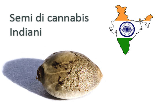 Semi-di-cannabis-Ιndiani