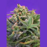 Sweet Cheese F1 Fast Version® - Sweet Seeds