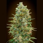Auto Do Si Dos Cookies - 00 Seeds
