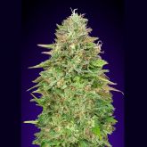 Critical Poison Fast - 00 Seeds