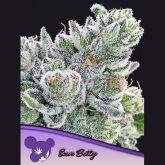 Sour Betty - Anesia Seeds