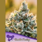 Vanilla Frosting - Anesia Seeds