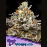 Sleepy Joe - Anesia Seeds