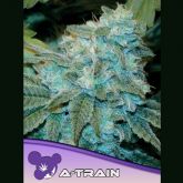 A Train - Anesia Seeds