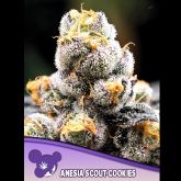 Anesia Scout Cookies - Anesia Seeds