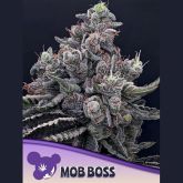 Mob Boss - Anesia Seeds