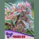 Panama Red - Anesia Seeds