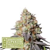 Panty Punch Auto - Seedstockers Superior