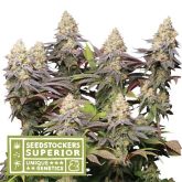 Panty Punch - Seedstockers Superior