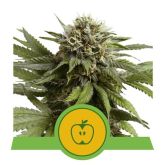 Apple Fritter Auto - Royal Queen Seeds
