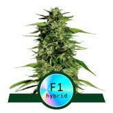 Hyperion F1 - Royal Queen Seeds