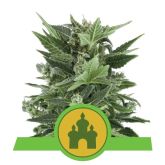 Royal Kush Auto - Royal Queen Seeds