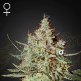 GH Cheese - Greenhouse Seeds