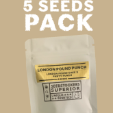 London Pound Punch - SeedStockers