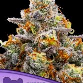 Purple Boost Highness - Anesia Seeds